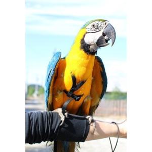 鳥用 ハーネス AVIATOR XL