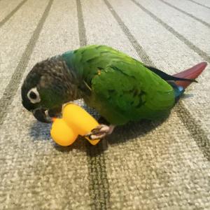 バードトイ 鳥のおもちゃ ハンドトイ ダッキーの詳細画像2