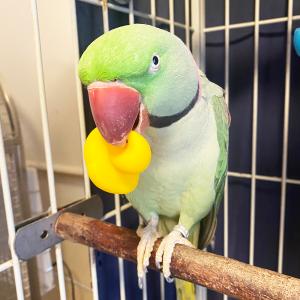 バードトイ 鳥のおもちゃ ハンドトイ ダッキーの詳細画像3