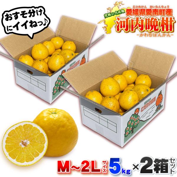 樹齢20年以上 河内晩柑 ご家庭用 小箱5kg×2箱セット 合計10kg 愛媛県 愛南町産 Ｍ〜２Ｌ...