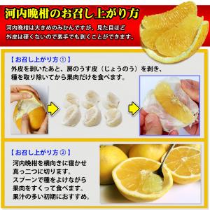 樹齢20年以上 河内晩柑 ご家庭用 小箱5kg...の詳細画像2