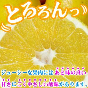 樹齢20年以上 河内晩柑 ご家庭用 小箱5kg...の詳細画像4