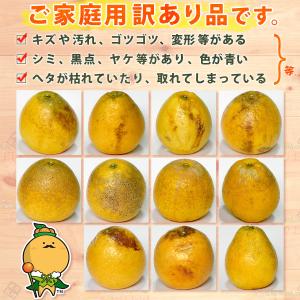 樹齢20年以上 河内晩柑 ご家庭用 小箱5kg...の詳細画像5