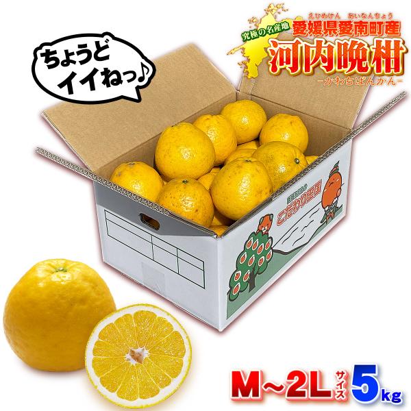 樹齢20年以上 河内晩柑 ご家庭用 訳あり 5kg お試しに最適 愛媛県 愛南町産 Ｍ〜２Ｌ 自宅用...