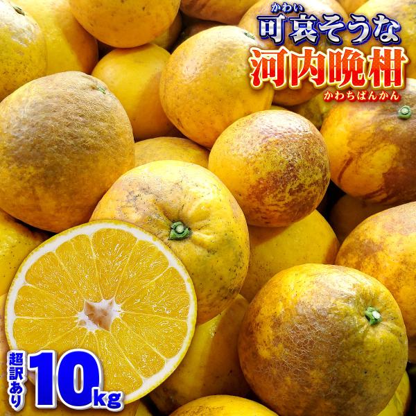 樹齢20年以上 超訳あり 可哀そうな 河内晩柑 サイズおまかせ ご家庭用 10kg 愛南ゴールド 箱...