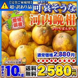 樹齢20年以上 超訳あり 可哀そうな 河内晩柑...の詳細画像1