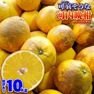 樹齢20年以上 超訳あり 可哀そうな 河内晩柑...の詳細画像3