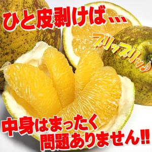 樹齢20年以上 超訳あり 可哀そうな 河内晩柑...の詳細画像4