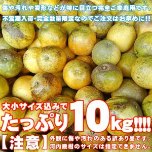 樹齢20年以上 超訳あり 可哀そうな 河内晩柑...の詳細画像5