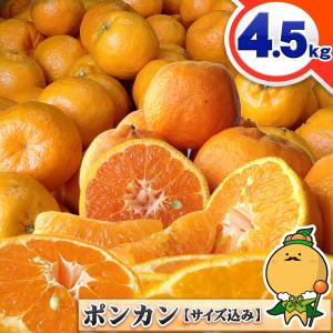 ポンカン 4.5kg 自宅用 愛媛県産 宇和島  大きさ おまかせ サイズ込み 4.5キロ 箱買い 訳あり 宇和島 愛媛みかんのこだわり王国
