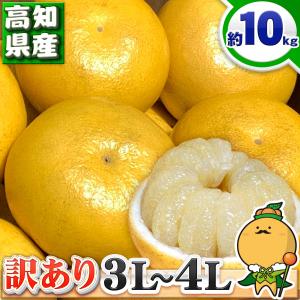 高知県産 訳あり 土佐文旦 大玉 3L 〜 4L サイズ 約10kg 自宅用 ご家庭用 とさぶんたん 本場の 文旦 を 箱買い 愛媛 みかん の こだわり王国 約 10キロ