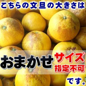 可哀そうな 土佐文旦 特に訳あり サイズ込み ...の詳細画像2