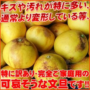 可哀そうな 土佐文旦 特に訳あり サイズ込み ...の詳細画像3