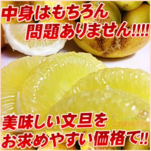可哀そうな 土佐文旦 特に訳あり サイズ込み ...の詳細画像4