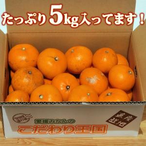 愛媛県産 訳あり せとか 5kg 宇和島産【送...の詳細画像2