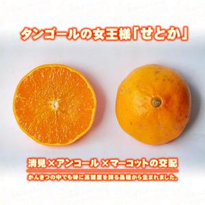愛媛県産 訳あり せとか 5kg 宇和島産【送...の詳細画像3