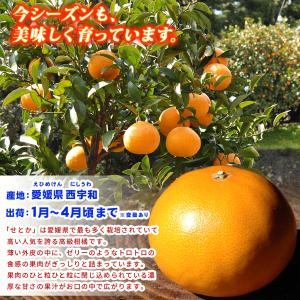 愛媛県産 訳あり せとか 5kg 宇和島産【送...の詳細画像4