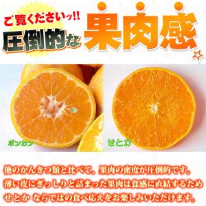 愛媛県産 訳あり せとか 5kg 宇和島産【送...の詳細画像5