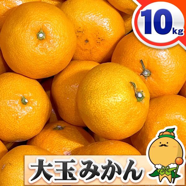 訳あり 愛媛みかん 大玉サイズ 10kg 家庭用 送料無料