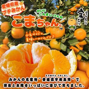 小玉みかん こまちゃん お試し用 2kg 愛媛...の詳細画像2