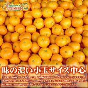 小玉みかん こまちゃん お試し用 2kg 愛媛...の詳細画像4