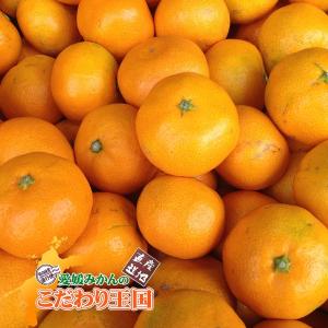 小玉みかん こまちゃん お試し用 2kg 愛媛...の詳細画像5