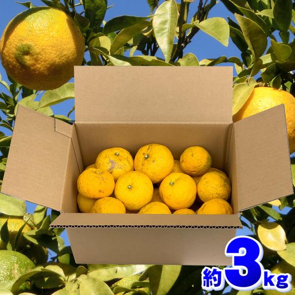 愛媛県産 柚子 3kg 家庭用 訳あり サイズ おまかせ 混合 送料無料 箱買い 自宅用 業務用 果...