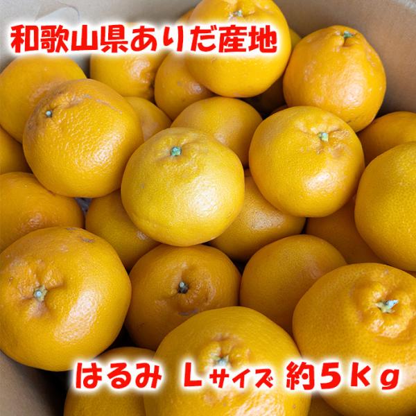 限定数 和歌山県ありだ産 【AQ選果場】 はるみ Ｌサイズ 約5ｋｇ わかやま/有田/柑橘