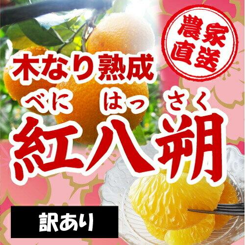 和歌山県由良町農家直送 訳あり 木成り紅八朔(べにはっさく) １０ｋｇ Ｍサイズ キズ、その他 わか...