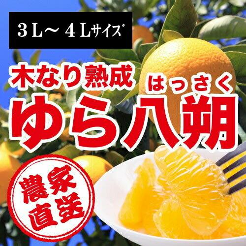 和歌山県由良町農家直送 木成りゆら八朔(はっさく)秀品 １０ｋｇ ３Ｌ〜４Lサイズ わかやま産