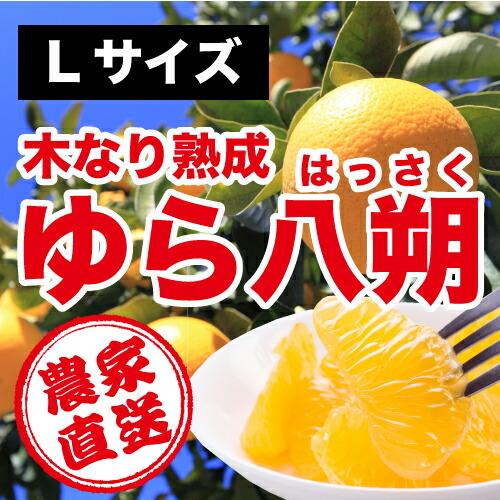 和歌山県由良町農家直送 木成りゆら八朔(はっさく)秀品 １０ｋｇ Ｌサイズ わかやま産