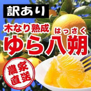 和歌山県由良町農家直送 訳あり 木成りゆら八朔(はっさく) １０ｋｇ ２Ｌサイズ キズ、その他 わか...