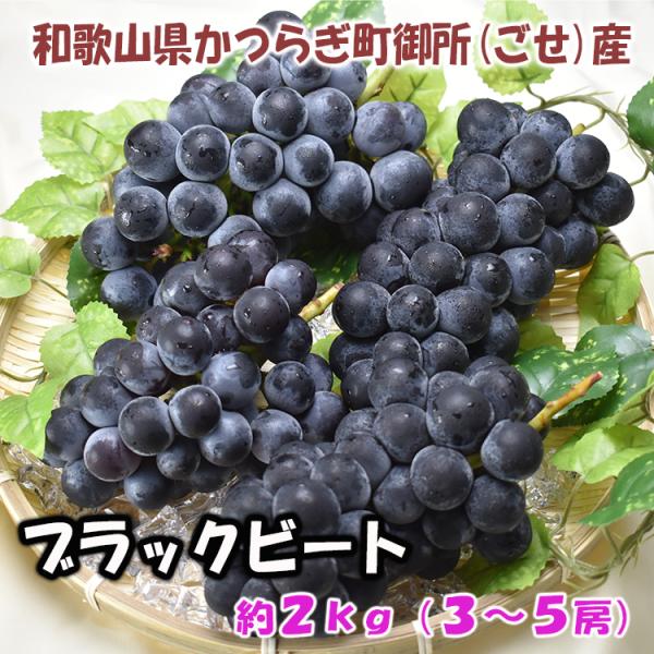 農家直送 希少品種 ブラックビート 約2kg（3〜5房） 種なし まるでブドウジュースのよう 和歌山...