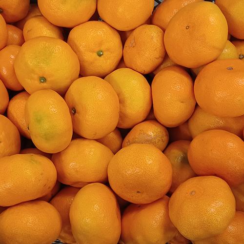 タイムサービス 只今出荷中 和歌山県 訳ありみかん 早生みかん ２Ｓ〜２Ｌサイズ １０ｋg  わけあ...