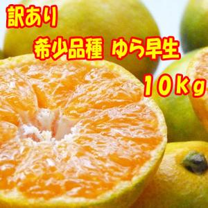 只今出荷中  訳あり 和歌山県産 希少品種  ゆら早生みかん 3S〜2L １０kg  サイズ混合もしくはサイズ統一・キズ・他  みかん 10kg (爆買)