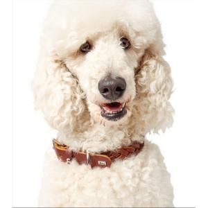 首輪 ハンター 犬の商品一覧 通販 Yahoo ショッピング