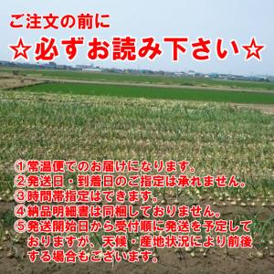 北海道産 たまねぎ Lサイズ 20kg (10...の詳細画像5