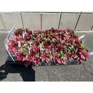 ヒポエステス ピンク 観葉植物 の商品一覧 花 ガーデニング 通販 Yahoo ショッピング