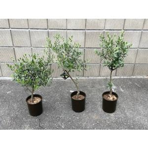 観葉植物 オリーブ　プラ鉢植え  75cm  おしゃれ  人気　