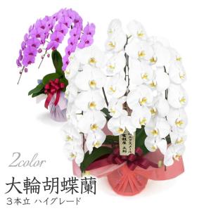 大輪胡蝶蘭 3本立 ハイグレード 白/ピンク 36輪以上 お祝い 花