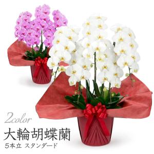 大輪胡蝶蘭 3本立 ハイグレード 白/ピンク 36輪以上 お祝い 花