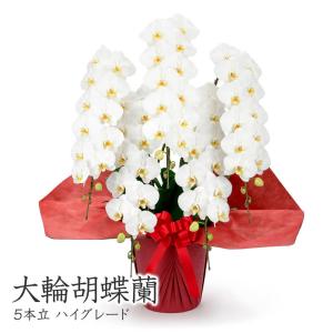 大輪胡蝶蘭 ５本立 ハイグレード 白 60輪以上 お祝い 花 フラワー ギフト プレゼント 開店祝い 移転 就任祝い 栄転 昇進 結婚祝い 誕生日 還暦 叙勲 受章祝い