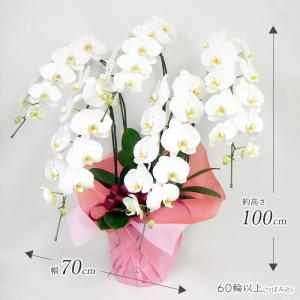 特選胡蝶蘭5本立 白 60輪以上 お祝い 花 ...の詳細画像2