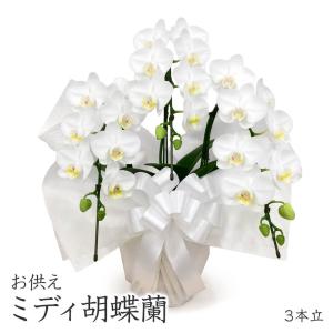 シンビジューム 淡いピンク色（ピンクリップ） 4本立ち 花ギフト、誕生
