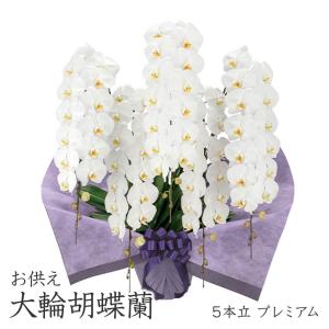 お供え 大輪胡蝶蘭 ５本立 プレミアム 白 70輪以上 お供え花 フラワー 供花 お悔やみ 仏花 生花 お盆 初盆 新盆 彼岸 葬儀 告別式 法要 法事 一周忌 喪中見舞い