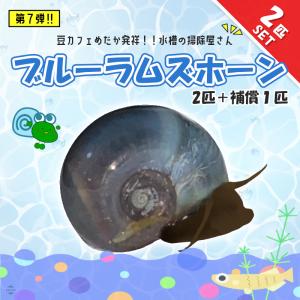 豆カフェめだか ブルーラムズホーン 2匹＋補償1匹 青 コケ取り めだか 食べ残し 水槽 苔 掃除 2匹セット 綺麗な水 培養 水槽綺麗 ラムズホーン EXLEAD｜exlead-japan2