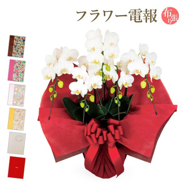 ミディ胡蝶蘭 ５本立 白 布張りカード電報セット お祝い ギフト 電報 結婚式 結婚祝い 祝電 誕生...