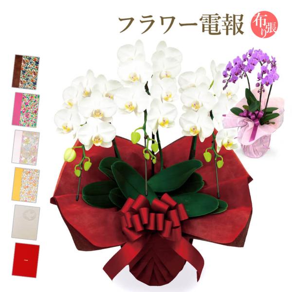 ミディ胡蝶蘭 ３本立 白/ピンク 布張りカード電報セット お祝い ギフト リバティ 電報 結婚式 祝...