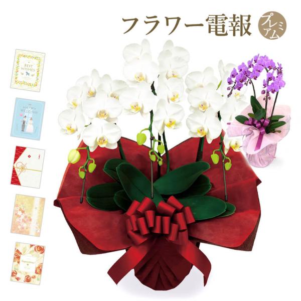 ミディ胡蝶蘭 ３本立 白/ピンク プレミアムカード電報セット お祝い ギフト 電報 結婚式 祝電 誕...