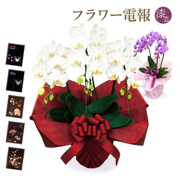 ミディ胡蝶蘭 ３本立 白/ピンク 漆芸電報セット お祝い ギフト 電報 結婚式 結婚祝い 祝電 誕生...